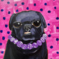 Custom Portrait of YOUR Pet - Acrylic on Wood!