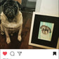 Sedona Pug Social Exclusive! Custom Sketch Portrait